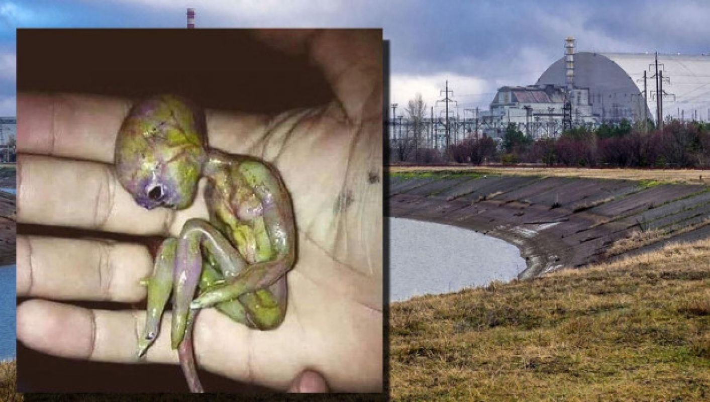Удивительно, но это так: В Чернобыле нашли маленького пришельца