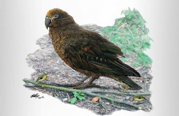 <br />
Учёные обнаружили останки самого большого попугая на Земле<br />
