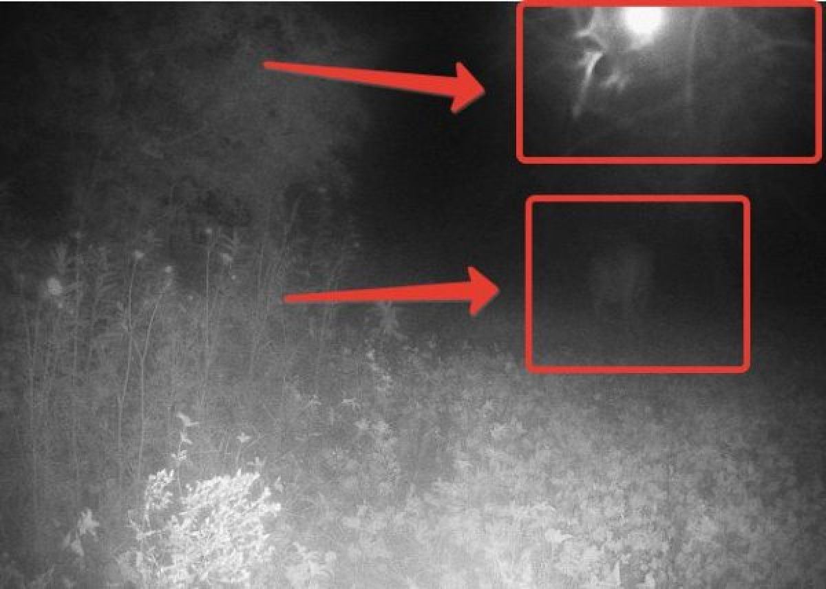 Житель Висконсина сфотографировал момент, когда НЛО пытался похитить оленя