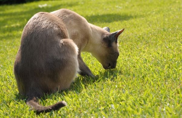 <br />
Этологи выяснили цель поедания котами травы<br />
